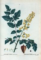 Koelreuteria paniculé (Koelreuteria paniculata). Cliquer pour agrandir l'image.
