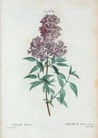 Lilas de Perse (Lilac persica). Cliquer pour agrandir l'image.