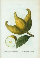 Limonier à grappe (Limonium racemosum). Cliquer pour agrandir l'image.