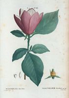 Magnolier bicolore (Magnolia discolor). Cliquer pour agrandir l'image.