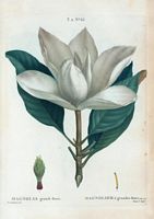 Magnolier à grandes fleurs (Magnolia grandi flora). Cliquer pour agrandir l'image.