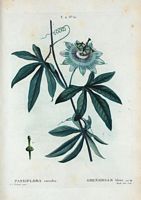 Grenadille bleue (Passiflora coerulea). Cliquer pour agrandir l'image.