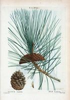 Pin laricio (Pinus laricio). Cliquer pour agrandir l'image.