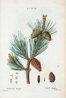 Pin Mugho (Pinus mugho). Cliquer pour agrandir l'image.