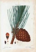 Pin pignon (Pinus pinea). Cliquer pour agrandir l'image.