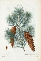 Pin de Weymouth (Pinus strobus). Cliquer pour agrandir l'image.