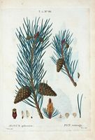 Pin sauvage (Pinus sylvestris). Cliquer pour agrandir l'image.