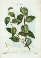 Planéra à feuilles d'Orme (Planera ulmifolia). Cliquer pour agrandir l'image.