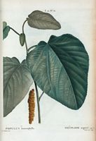 Peuplier argenté (Populus heterophylla). Cliquer pour agrandir l'image.