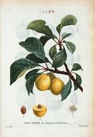 Prunier de Sainte-Catherine (Prunus cerea). Cliquer pour agrandir l'image.