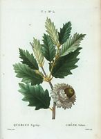 Chêne Vélani (Quercus aegylops). Cliquer pour agrandir l'image.