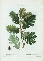 Chêne de l'Apennin (Quercus apennina). Cliquer pour agrandir l'image.
