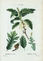 Chêne chevelu (Quercus cerris). Cliquer pour agrandir l'image.