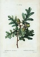 Chêne du Pyrénées (Quercus pyrenaica). Cliquer pour agrandir l'image.