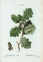 Chêne rouvre (Quercus robur). Cliquer pour agrandir l'image.