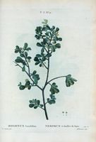 Nerprun à feuilles de buis (Rhamnus buxifolius). Cliquer pour agrandir l'image.