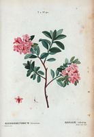 Rosage velu (Rhododendrum hirsutum). Cliquer pour agrandir l'image.