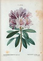Rosage du Pont (Rhododendrum ponticum). Cliquer pour agrandir l'image.