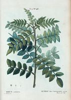 Sumac des Corroyeurs (Rhus coriaria). Cliquer pour agrandir l'image.
