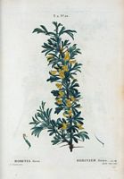 Robinier féroce (Robinia ferox). Cliquer pour agrandir l'image.
