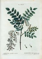 Robinier faux acacia (Robinia pseudo-acacia). Cliquer pour agrandir l'image.