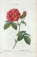 Rosier de France (Rosa gallica). Cliquer pour agrandir l'image.