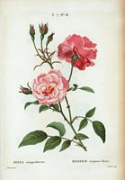 Rosier toujours fleuri (Rosa semper florens). Cliquer pour agrandir l'image.