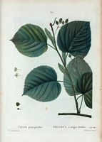 Tilleul a larges feuilles (Tilia platyphyllos). Cliquer pour agrandir l'image.