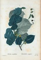 Tilleul argenté (Tilia rotundifolia). Cliquer pour agrandir l'image.