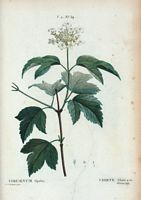 Viorne obier (Viburnum opulus). Cliquer pour agrandir l'image.