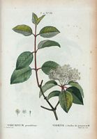 Viorne à feuilles de prunier (Viburnum prunifolium). Cliquer pour agrandir l'image.