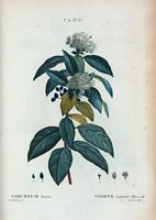 Viorne Laurier-tin (Viburnum tinus). Cliquer pour agrandir l'image.
