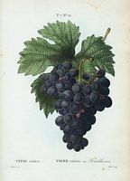 Vigne cultivée. var. Bourdelas noir (Vitis vinifera). Cliquer pour agrandir l'image.
