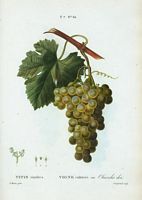Vigne cultivée. var. Chasselas doré (Vitis vinifera). Cliquer pour agrandir l'image.