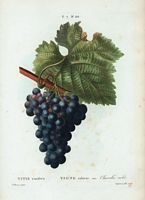 Vigne cultivée. var. Chasselas violet (Vitis vinifera). Cliquer pour agrandir l'image.