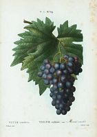 Vigne cultivée. var. Muscat violet (Vitis vinifera). Cliquer pour agrandir l'image.