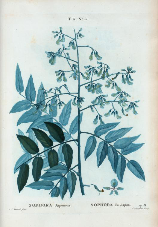 sophora japonica (sophora du japon)