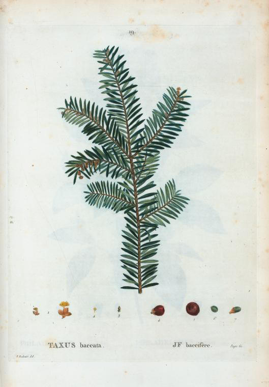taxus baccata (if baccifere)