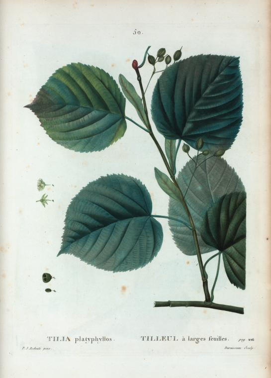 tilia platyphyllos (tilleul a larges feuilles)
