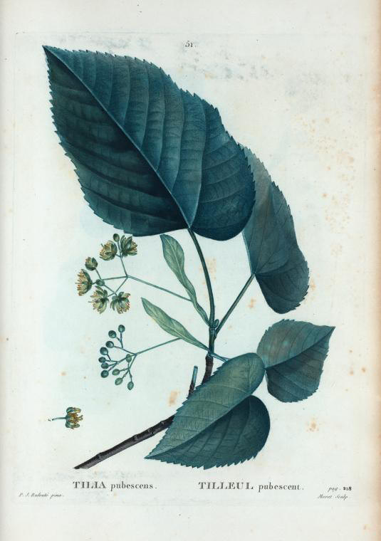 tilia pubescens (tilleul pubescent)