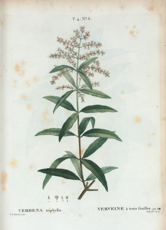 verbena triphylla (verveine a trois feuilles)