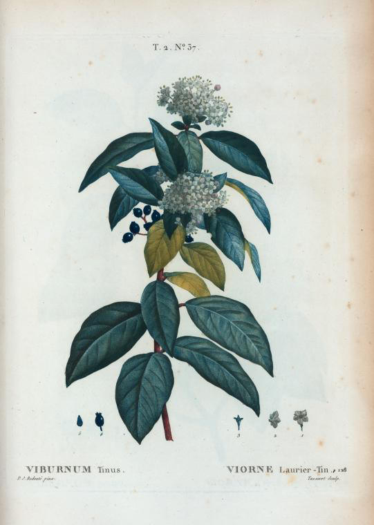 viburnum tinus (viorne laurier-tin)