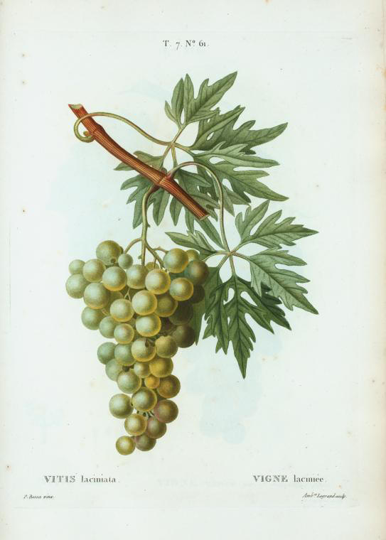 vitis laciniata (vigne laciniee)