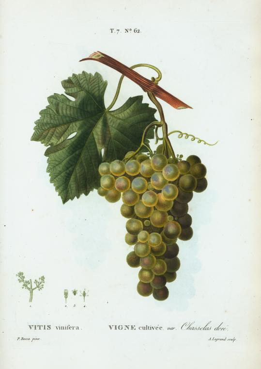 vitis vinifera (vigne cultivée var chasselas dore)