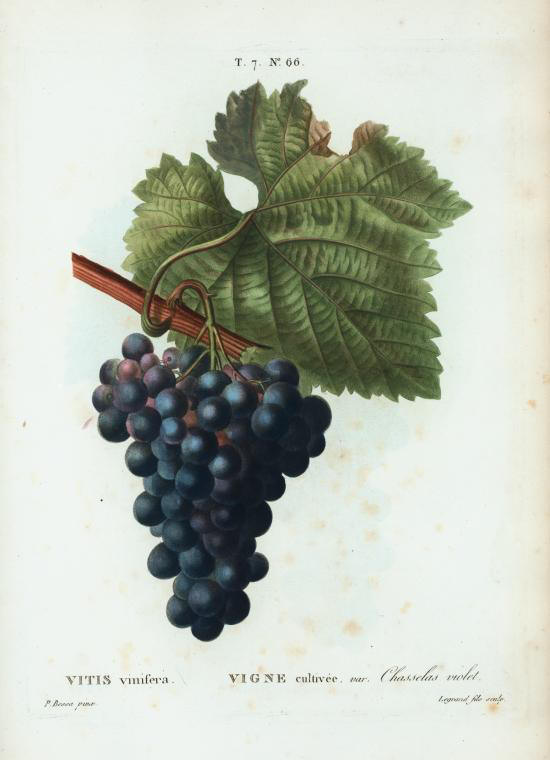 vitis vinifera (vigne cultivée var chasselas violet)