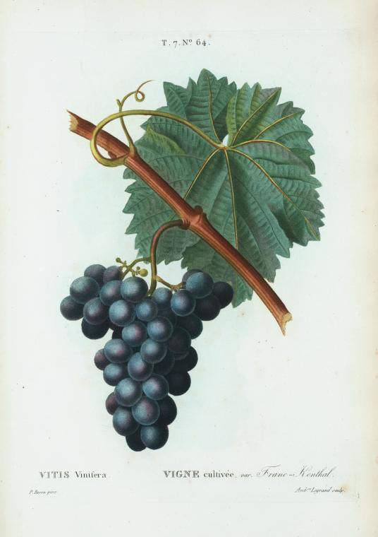 vitis vinifera (vigne cultivée var franc-kenthal)