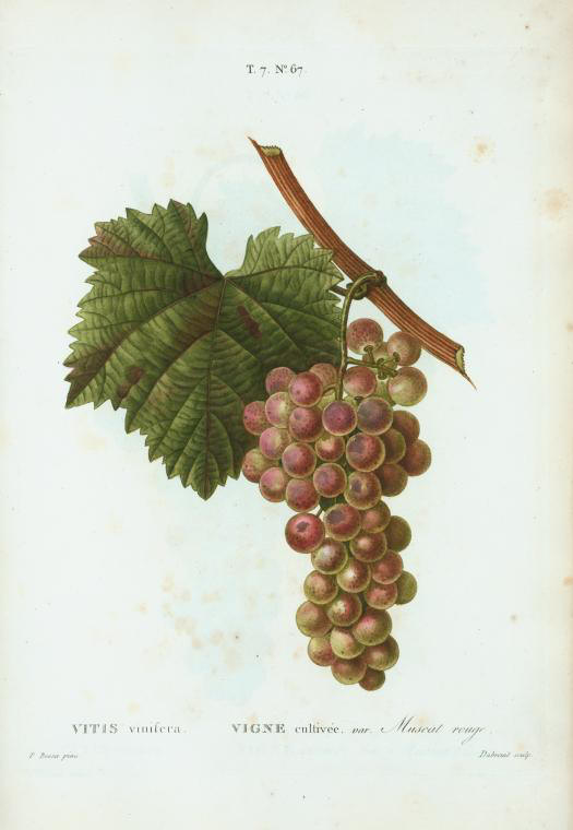 vitis vinifera (vigne cultivée var muscat rouge)