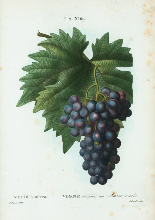 vitis vinifera (vigne cultivée var muscat violet)