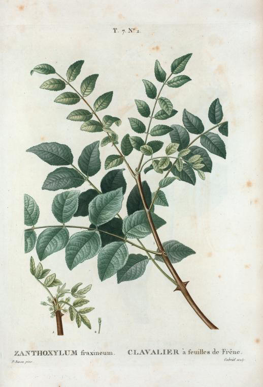 xanthoxylum fraxineum (clavalier à feuilles de frêne)