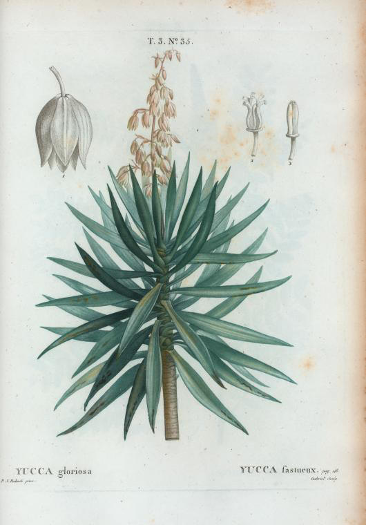 yucca gloriosa (yucca fastueux)